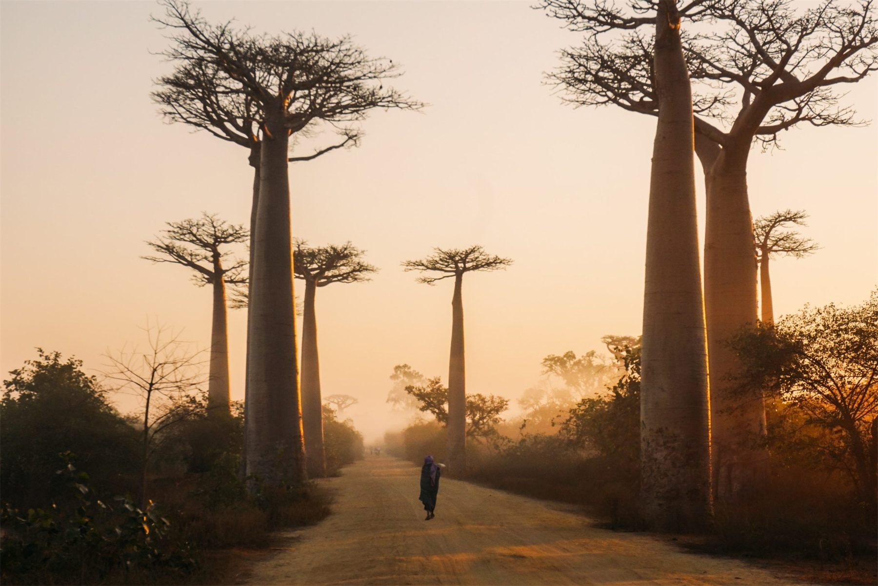 Baobab trees at dawn